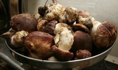 Micologia: É preciso acabar com a apanha 